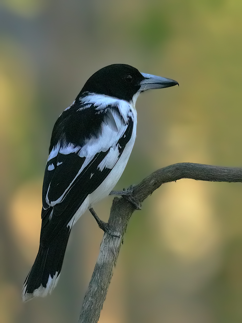 Black-backed Butcherbird (Image ID 31599)
