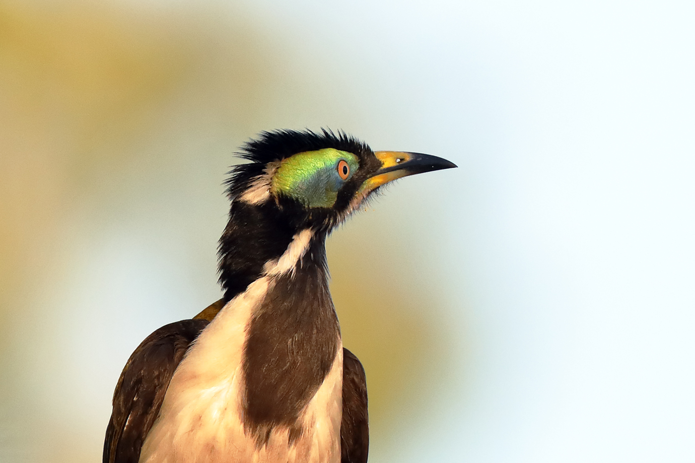 Blue-faced Honeyeater complex (Image ID 31453)