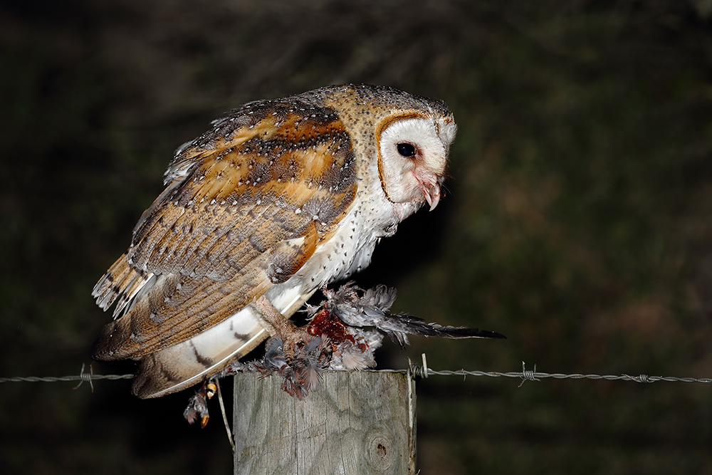 Barn Owl (Image ID 31324)