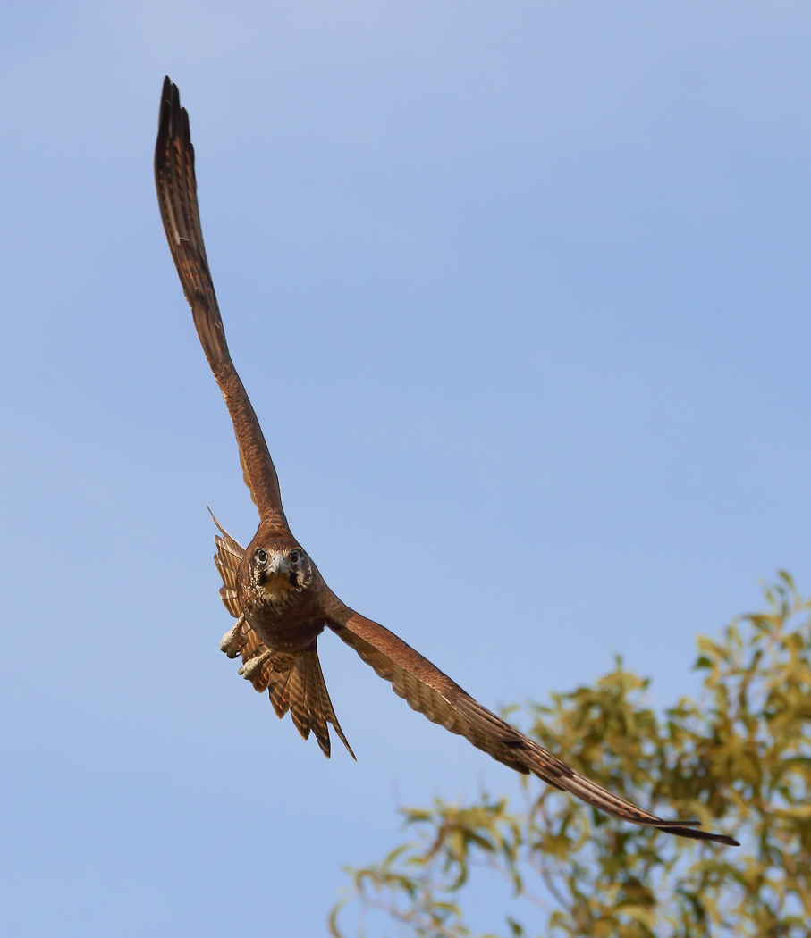 Brown Falcon (Image ID 31675)