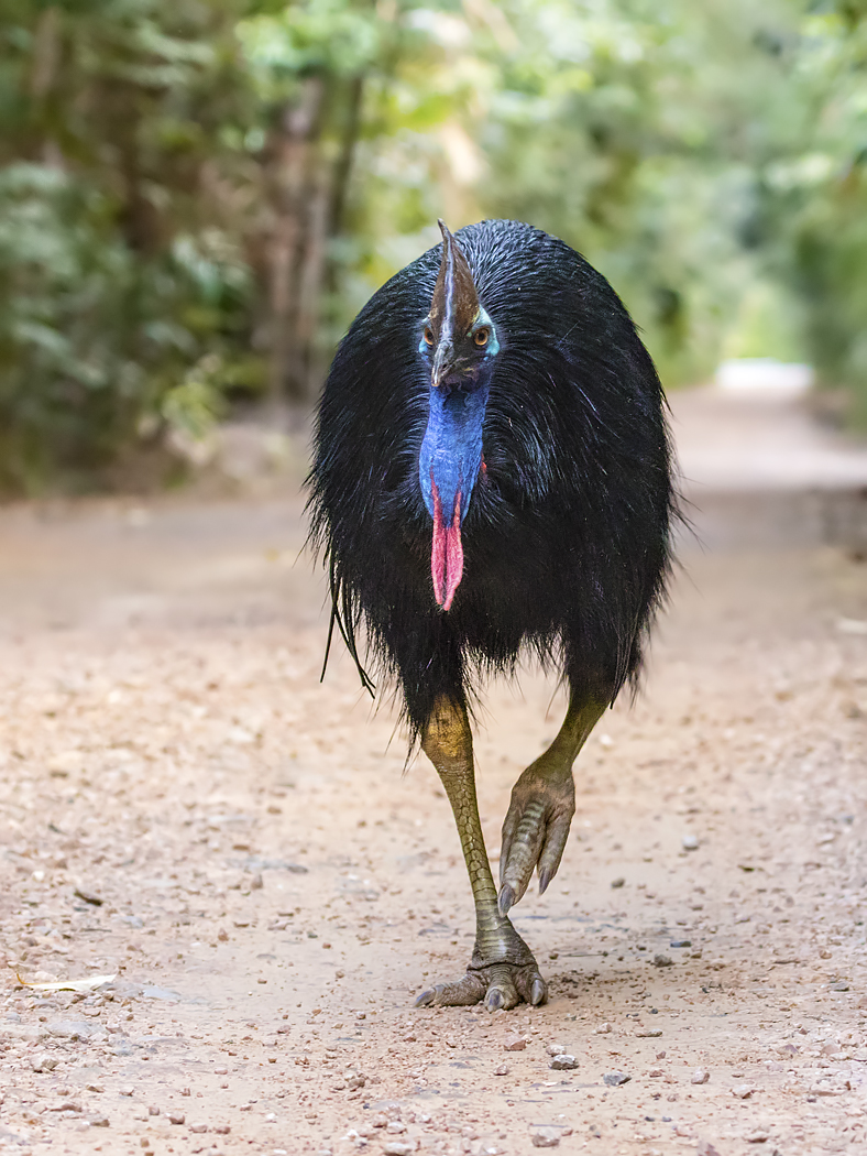 Southern Cassowary (Image ID 31334)