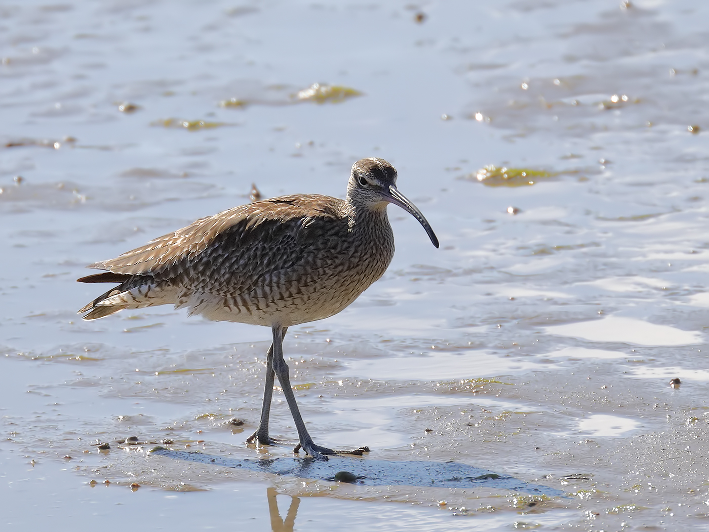 Whimbrel (Image ID 31584)