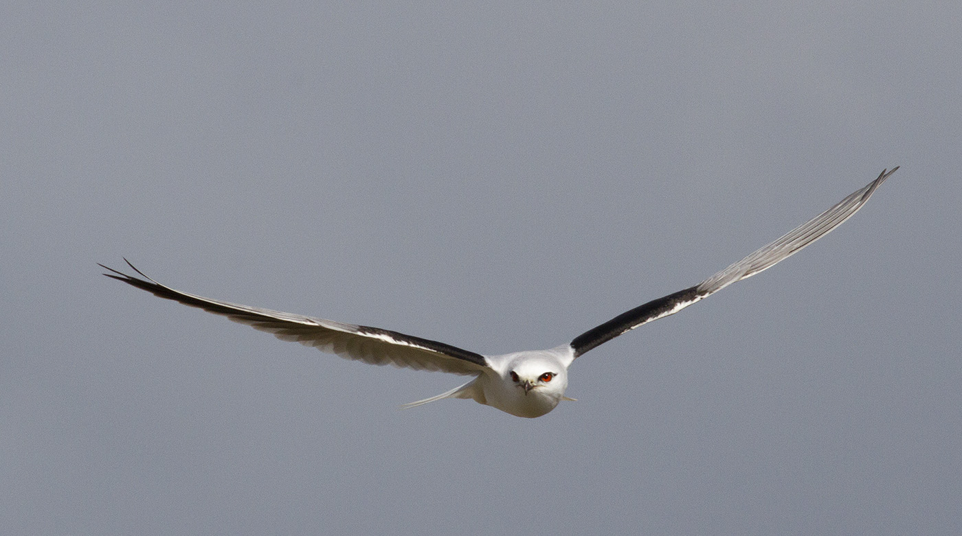 Black-shouldered Kite (Image ID 31434)