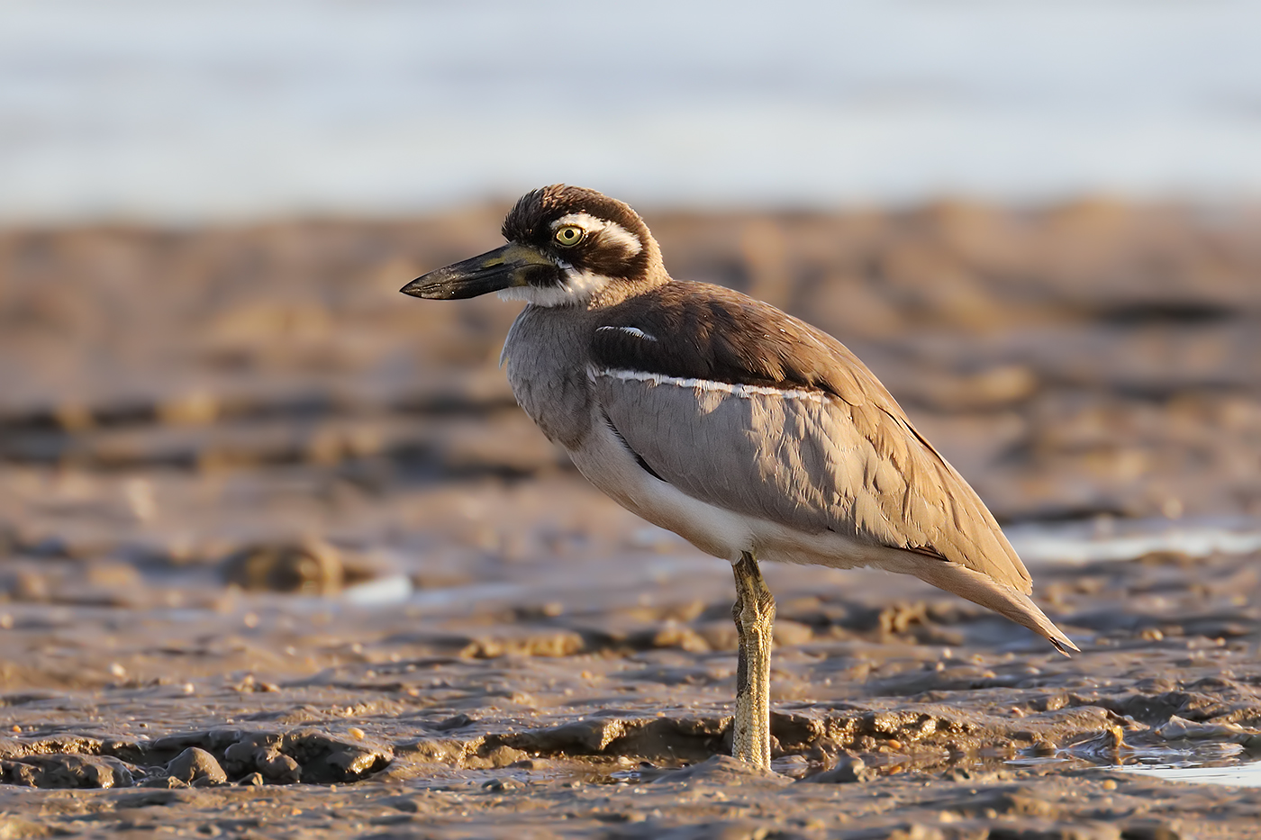 Beach Stone-curlew (Image ID 31586)