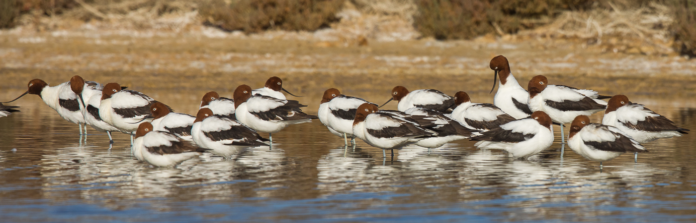 Red-necked Avocet (Image ID 31353)