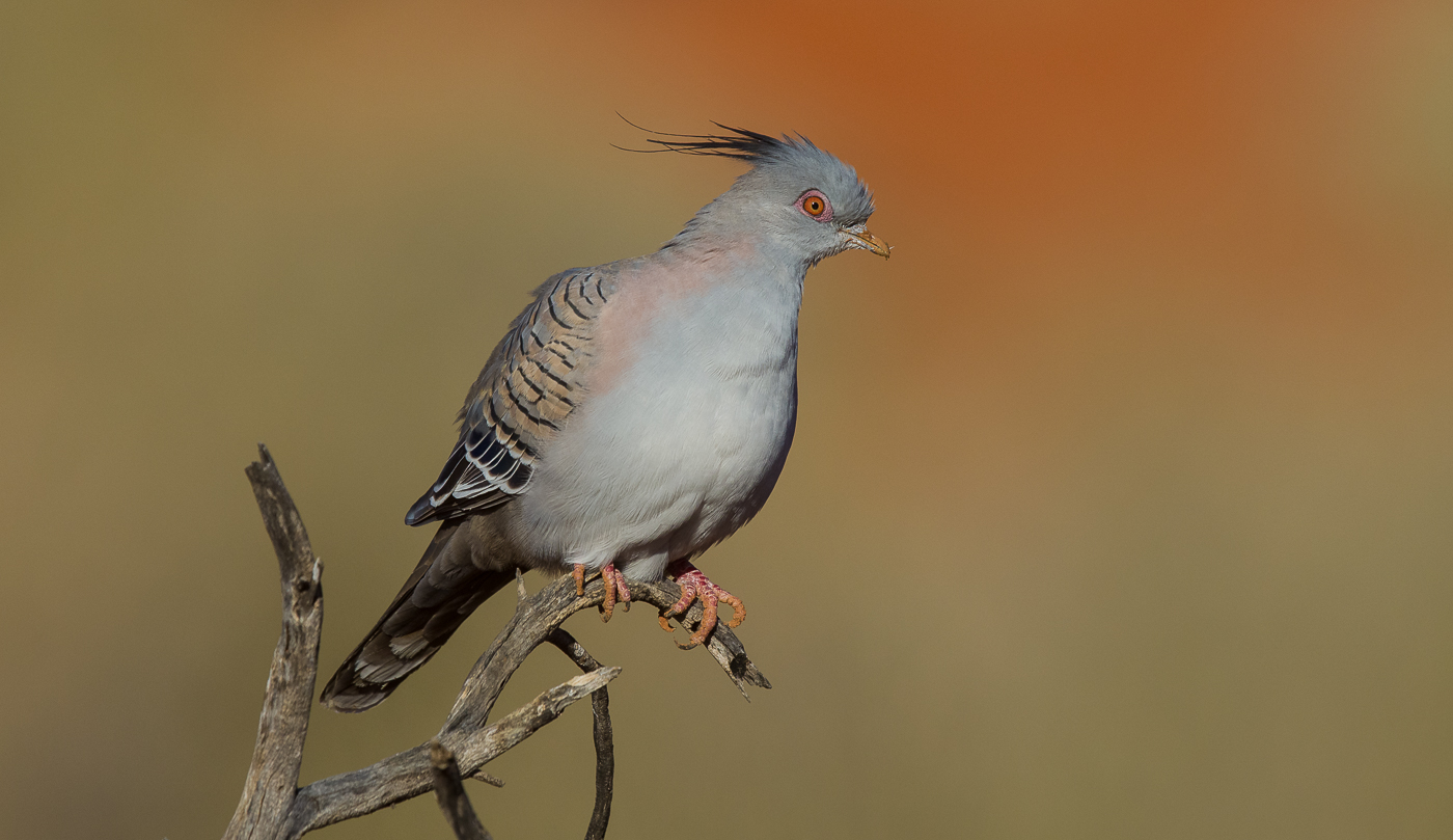 Crested Pigeon (Image ID 31540)