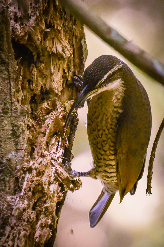 Paradise Riflebird (Image ID 31604)