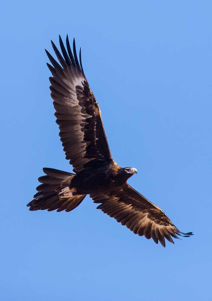 Wedge-tailed Eagle (Image ID 31393)