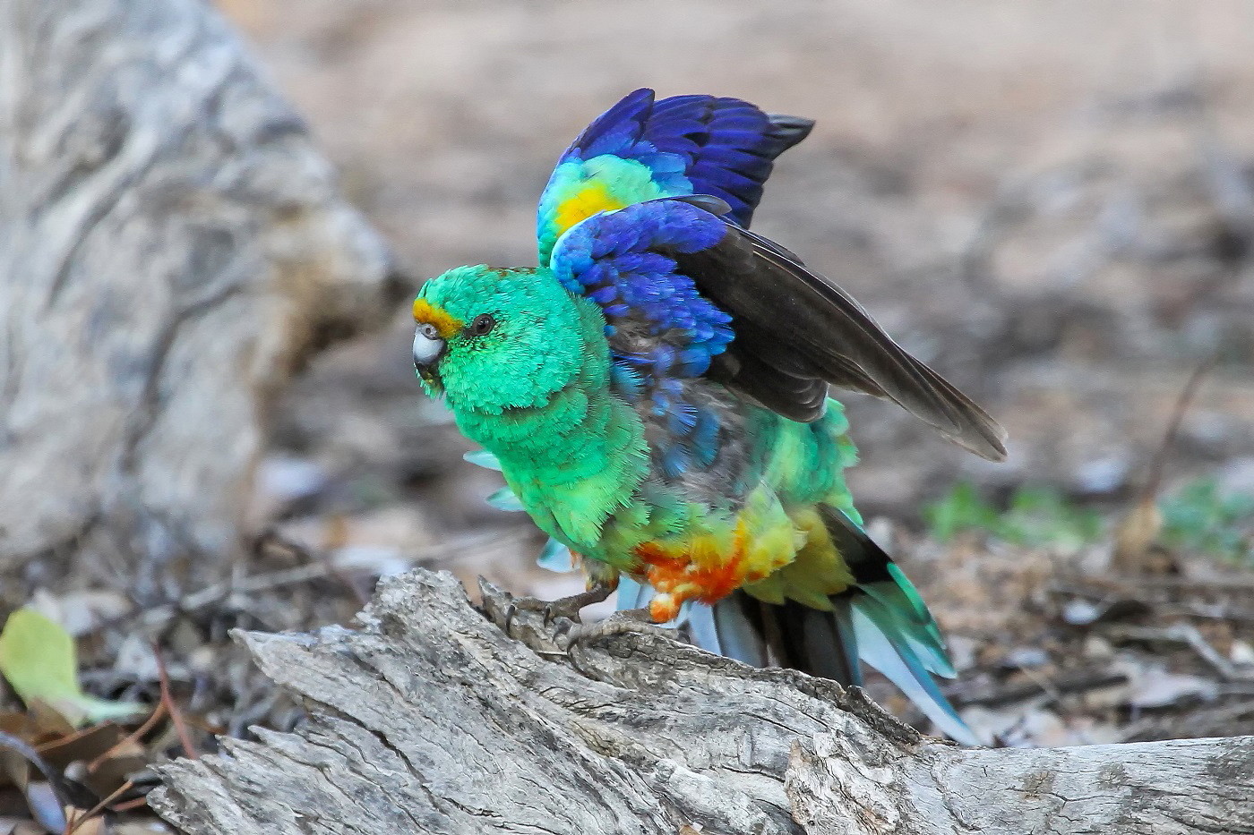 Mulga Parrot (Image ID 31529)