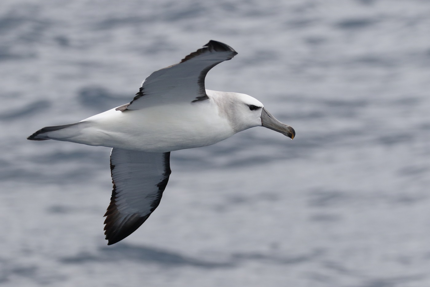Shy Albatross (Image ID 31275)