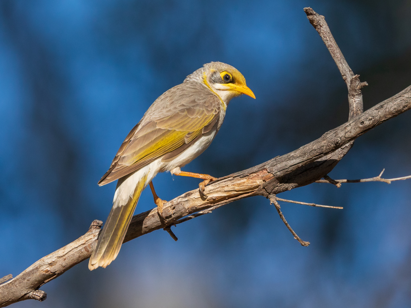 Yellow-throated Miner (Image ID 31534)
