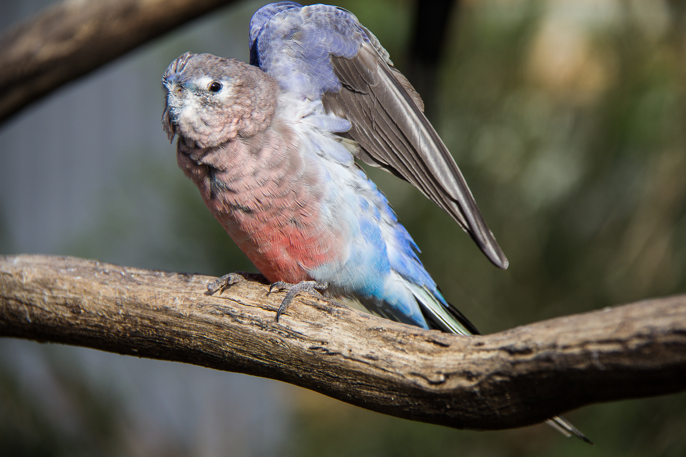 Bourke's Parrot (Image ID 31316)