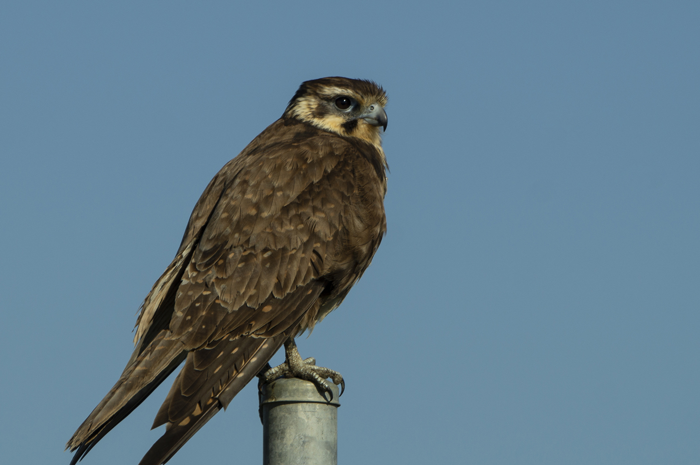 Brown Falcon (Image ID 31637)