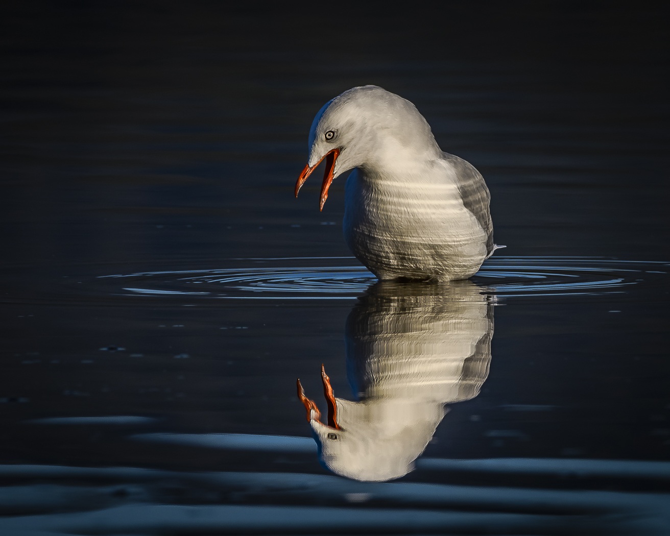 Silver Gull (Image ID 31402)
