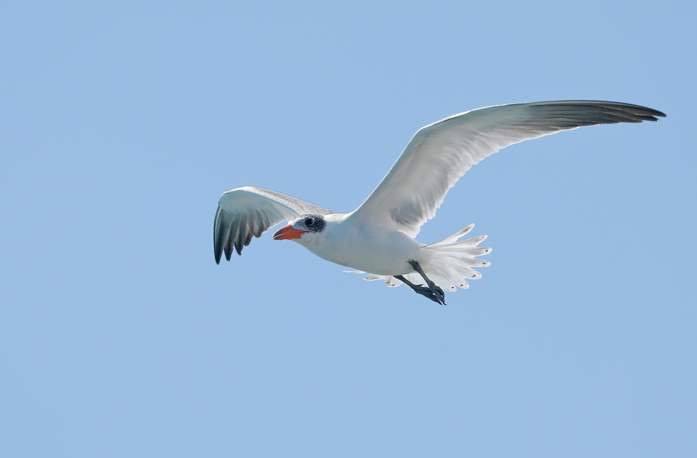 Caspian Tern (Image ID 31884)