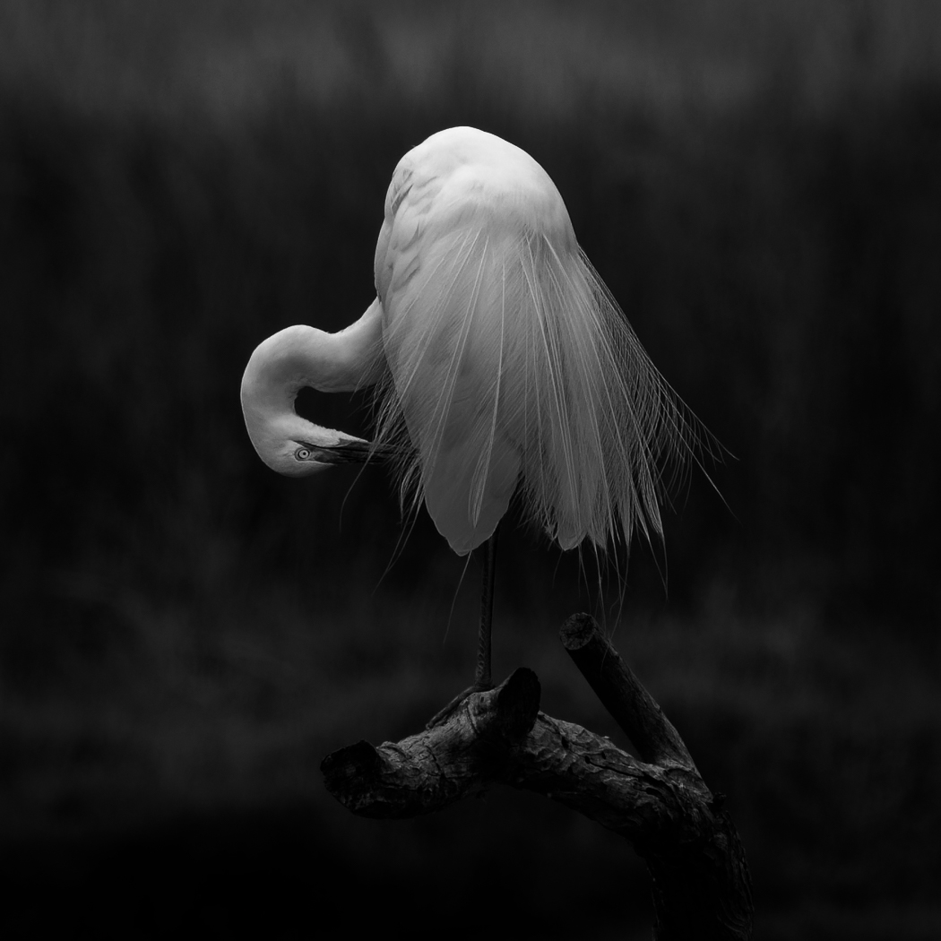 Great Egret (Image ID 31899)