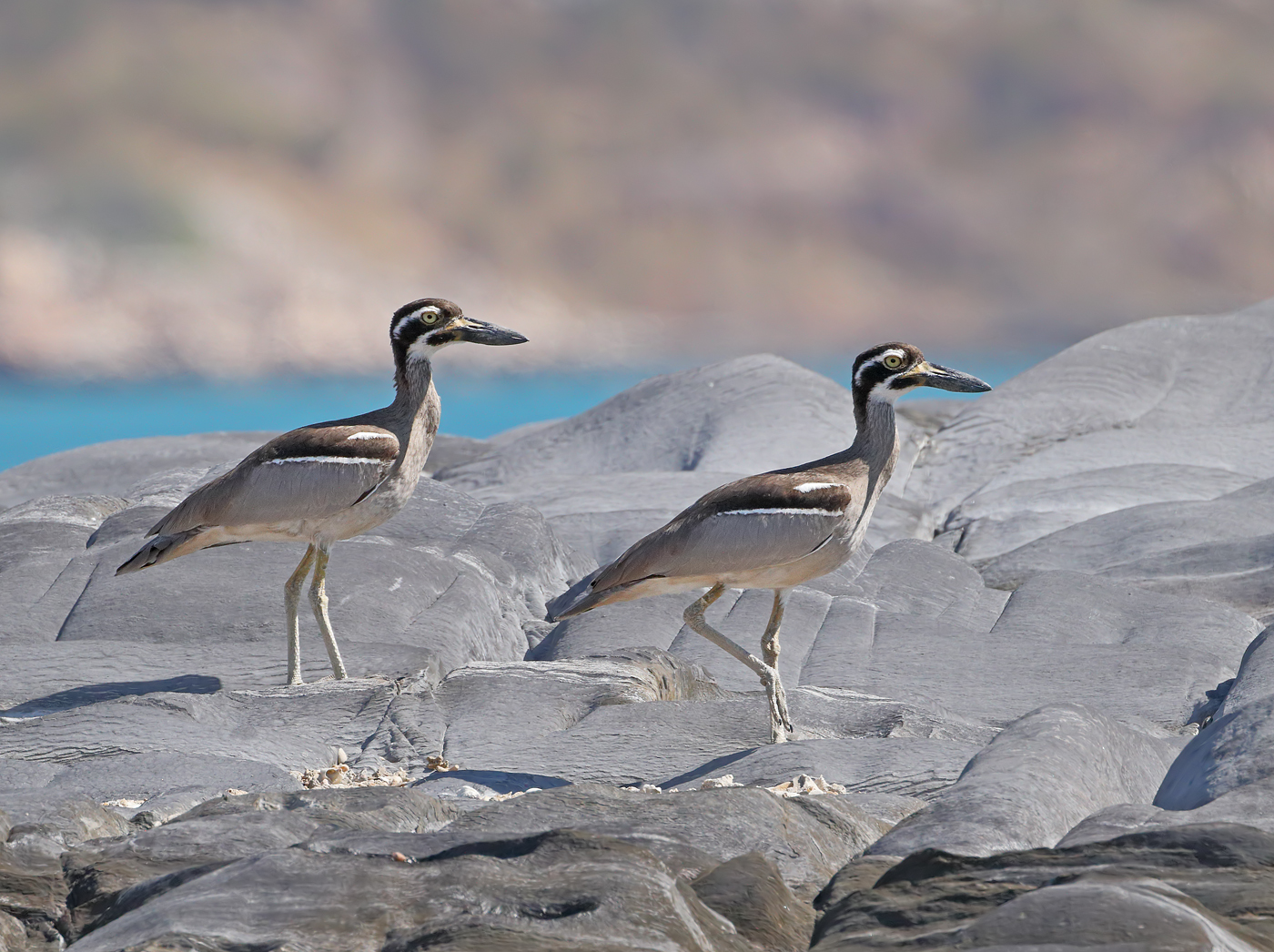 Beach Stone-curlew (Image ID 31896)