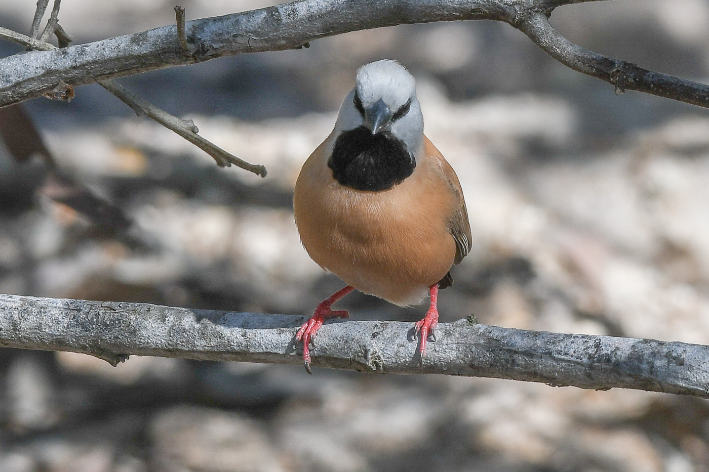 Black-throated Finch (Image ID 31722)