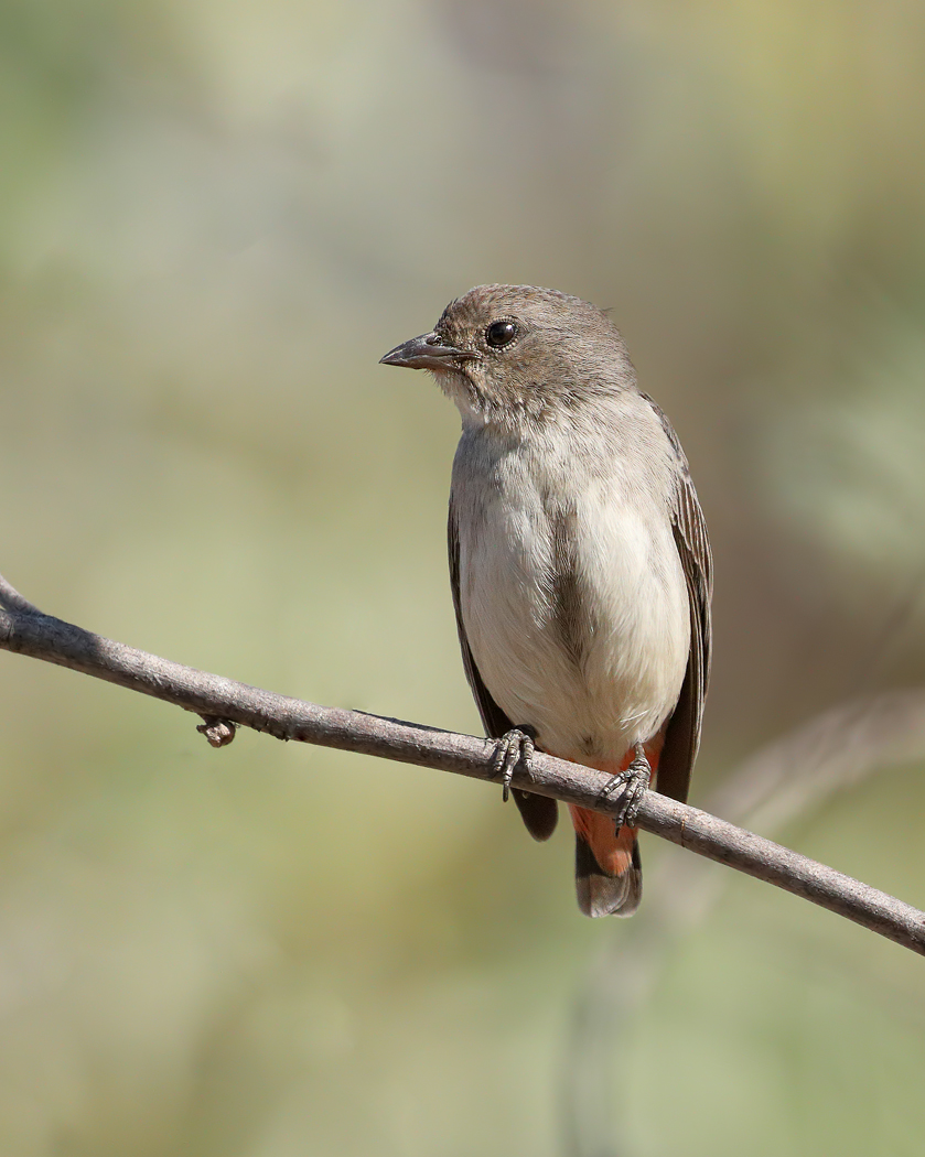 Mistletoebird (Image ID 31883)