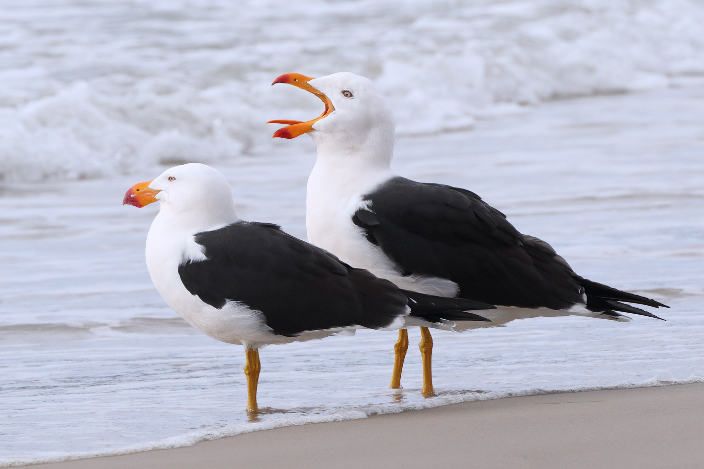 Pacific Gull (Image ID 31810)