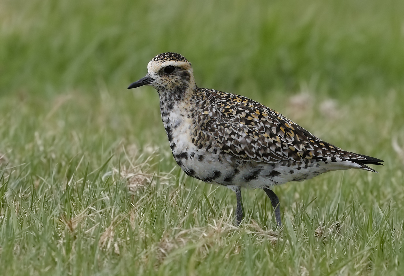 Pacific Golden Plover (Image ID 32049)