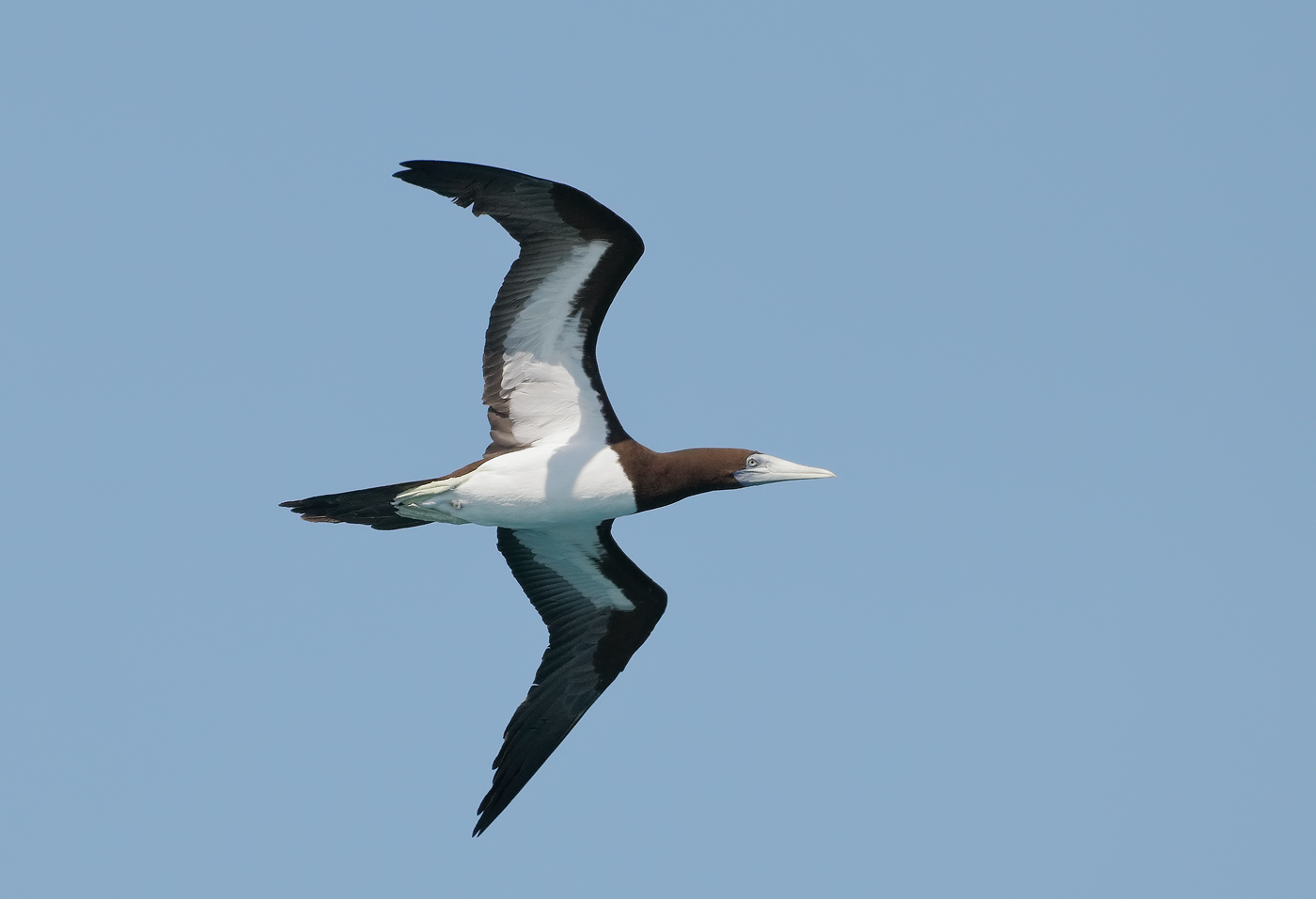 Brown Booby (Image ID 31841)