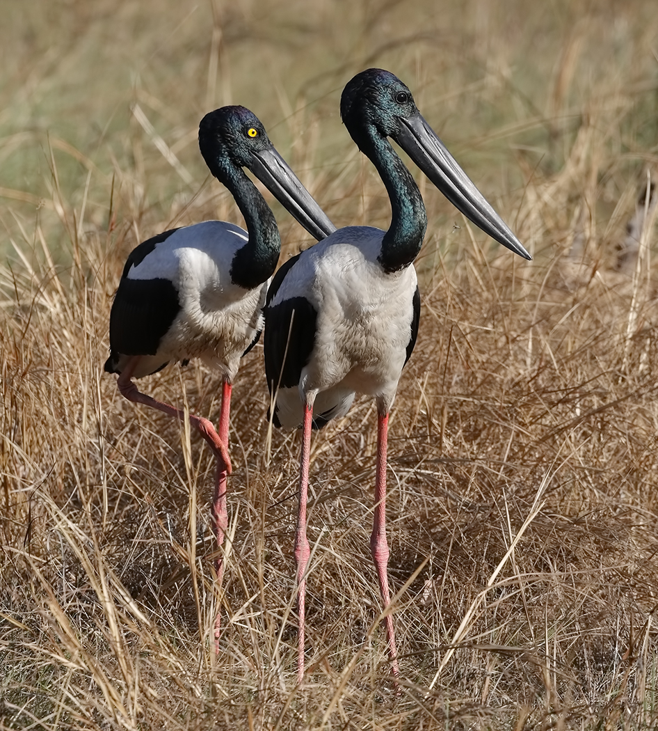 Black-necked Stork (Image ID 31792)