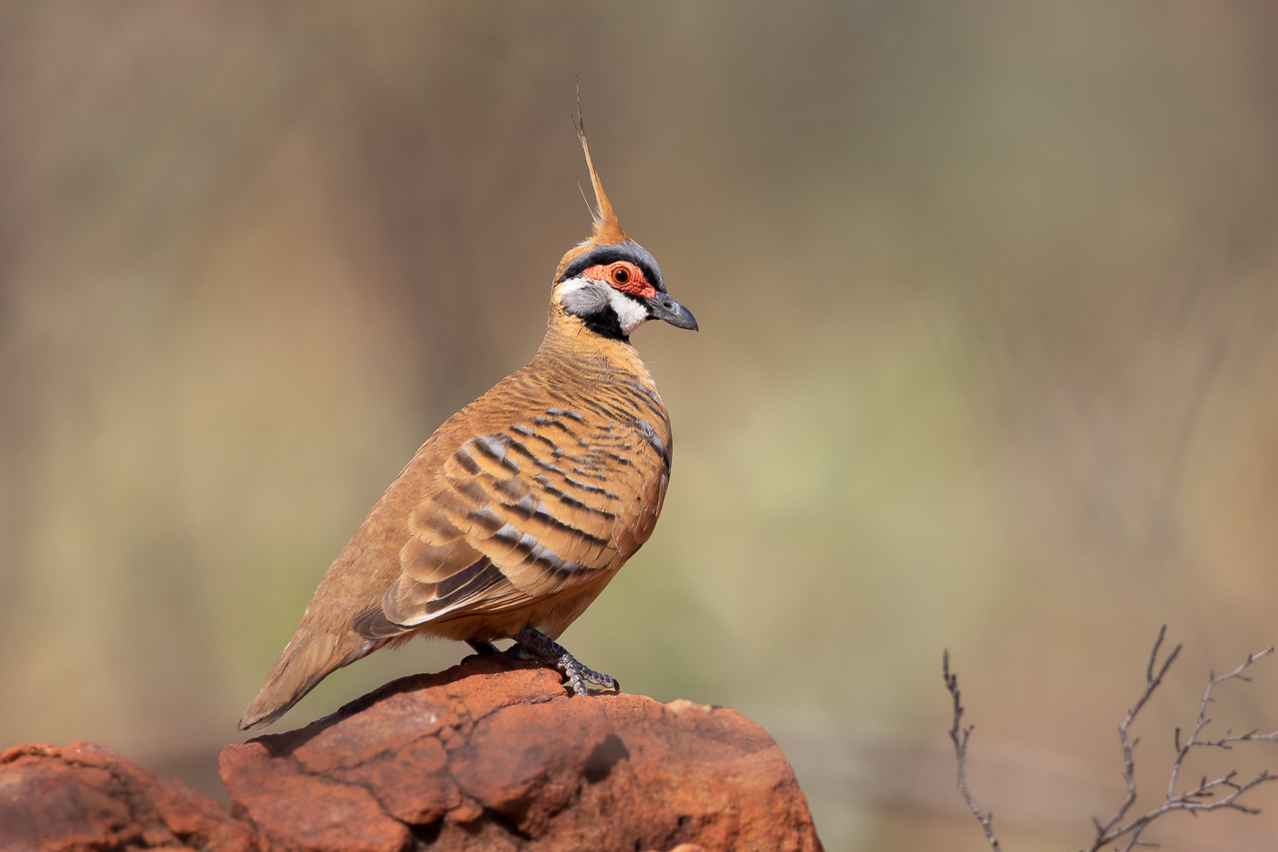 Spinifex Pigeon (Image ID 32005)