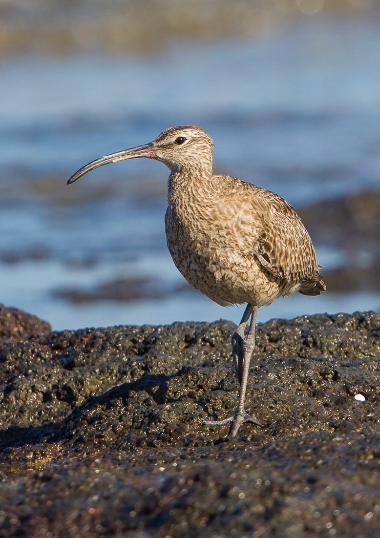 Whimbrel (Image ID 31736)