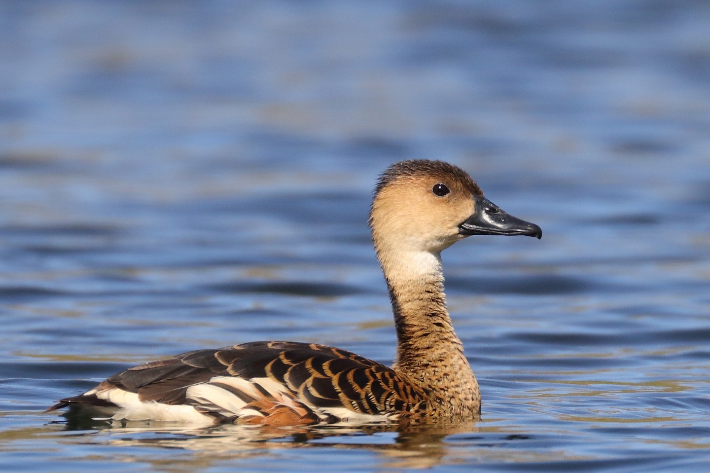 Wandering Whistling-Duck (Image ID 31807)