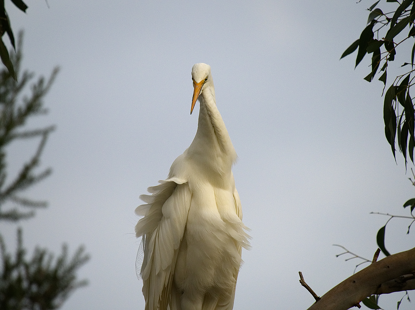 Great Egret (Image ID 32017)
