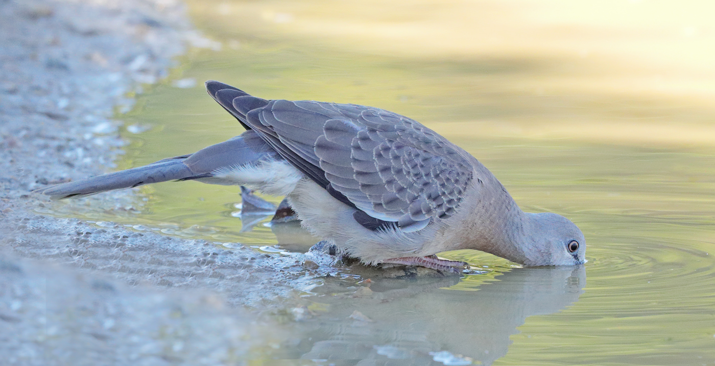 Spotted Dove (Image ID 31927)