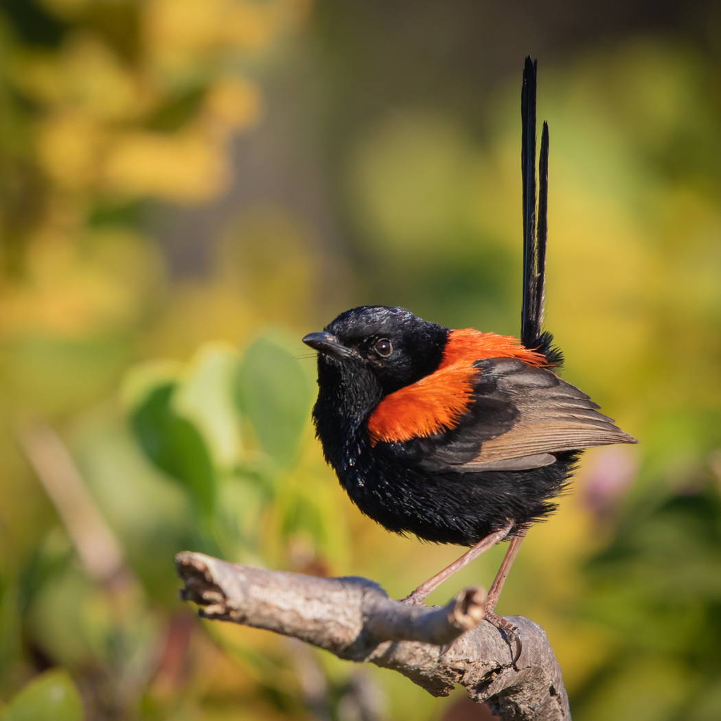 Red-backed Fairy-wren (Image ID 31707)