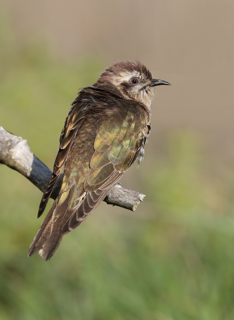 Horsfield's Bronze-Cuckoo (Image ID 31997)