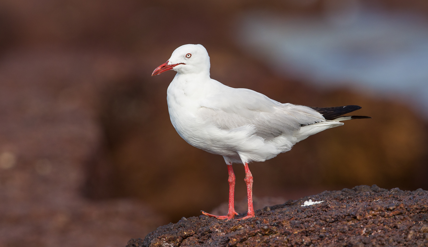 Silver Gull (Image ID 31731)