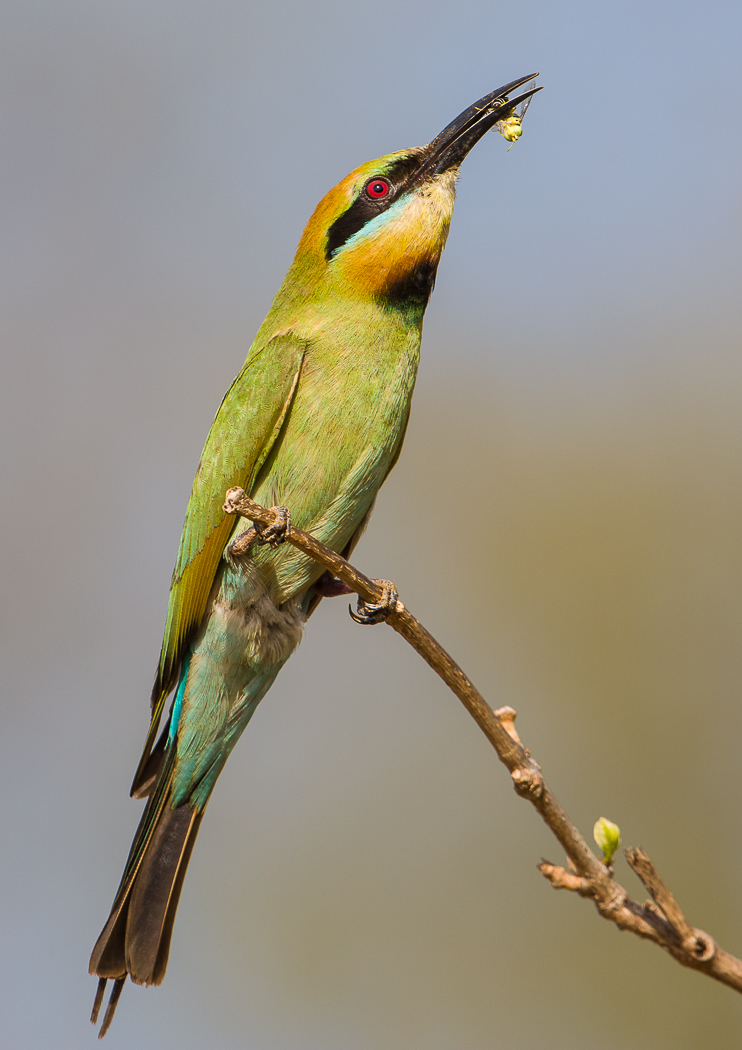 Rainbow Bee-eater (Image ID 31721)