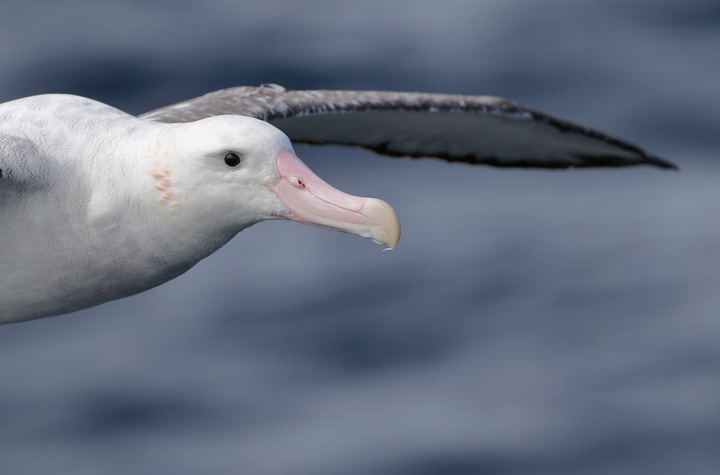 Antipodean Albatross (Image ID 31998)