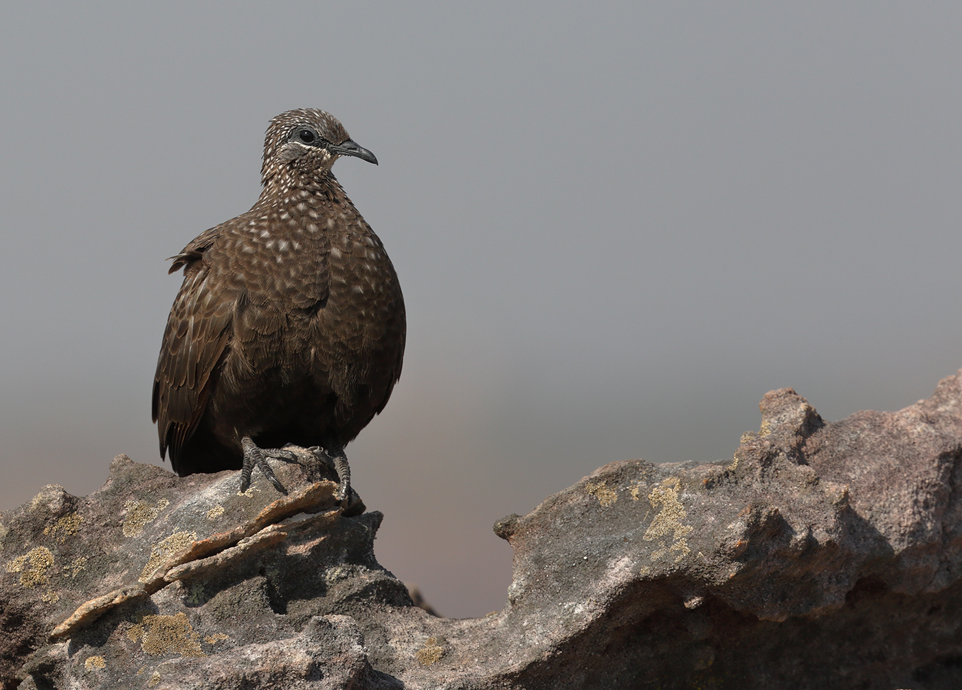 Chestnut-quilled Rock-Pigeon (Image ID 31793)