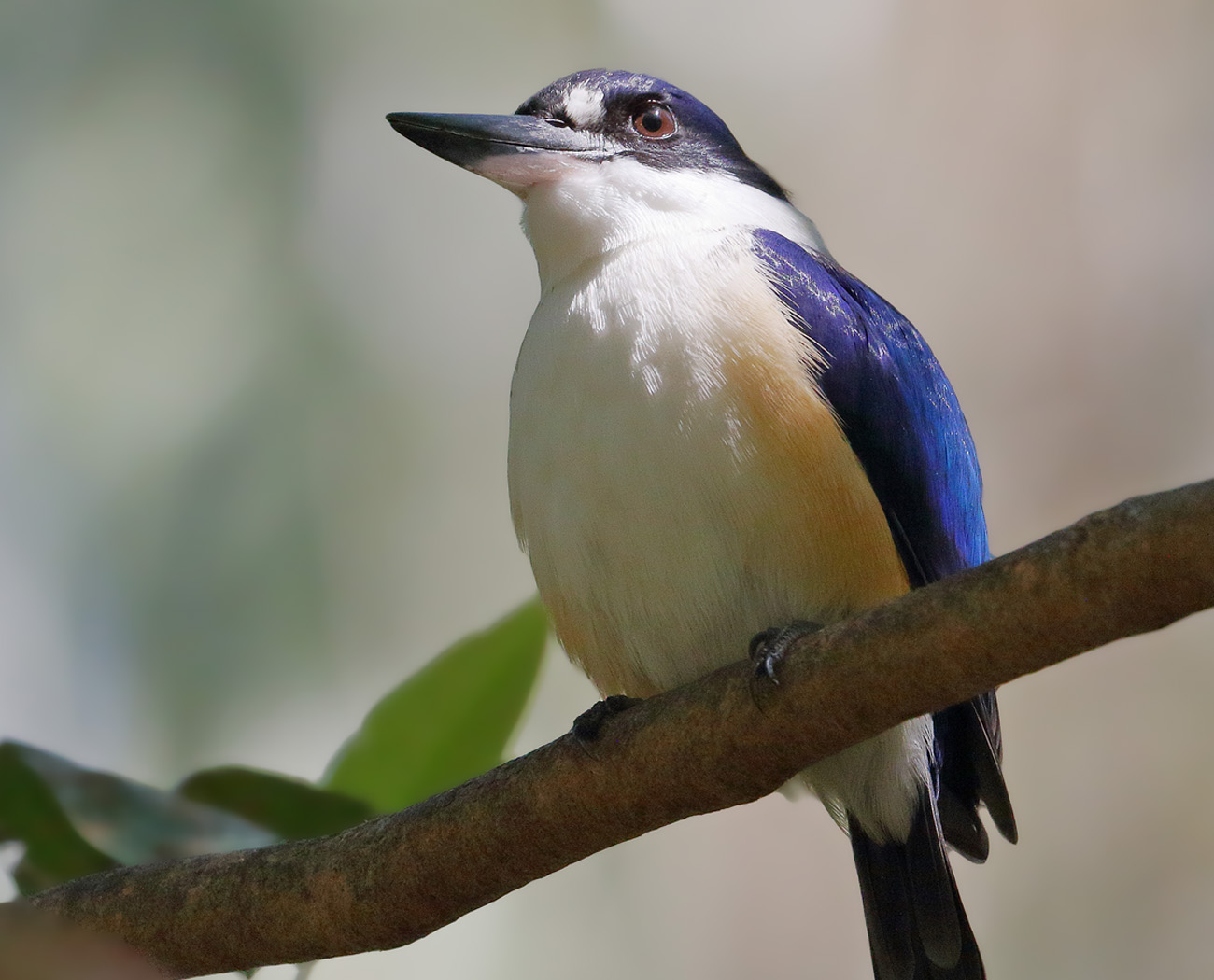 Forest Kingfisher (Image ID 31958)