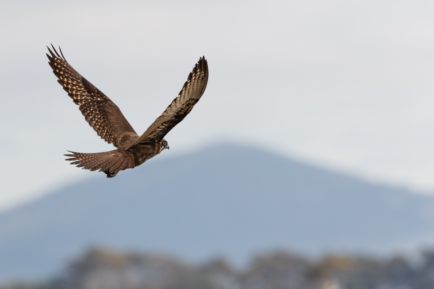 Brown Falcon (Image ID 31717)