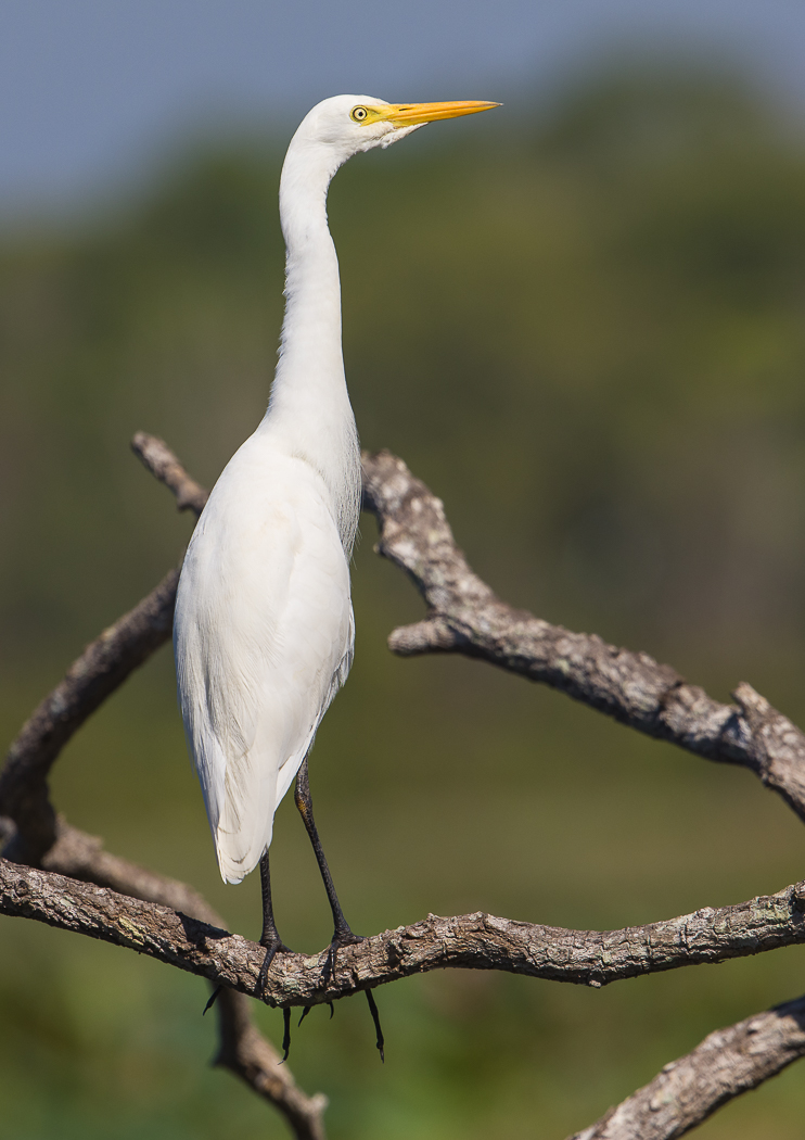 Plumed Egret (Image ID 31724)