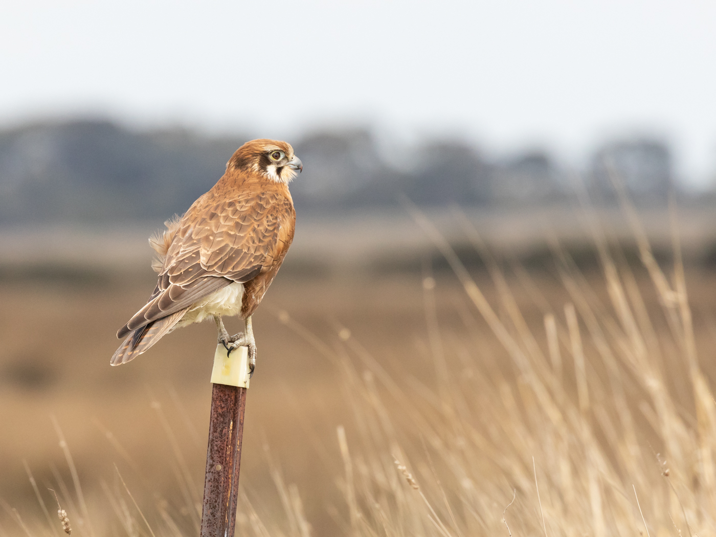 Brown Falcon (Image ID 31718)