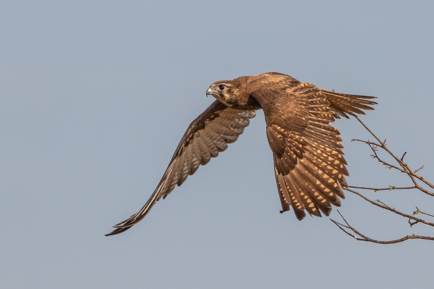 Brown Falcon (Image ID 31725)