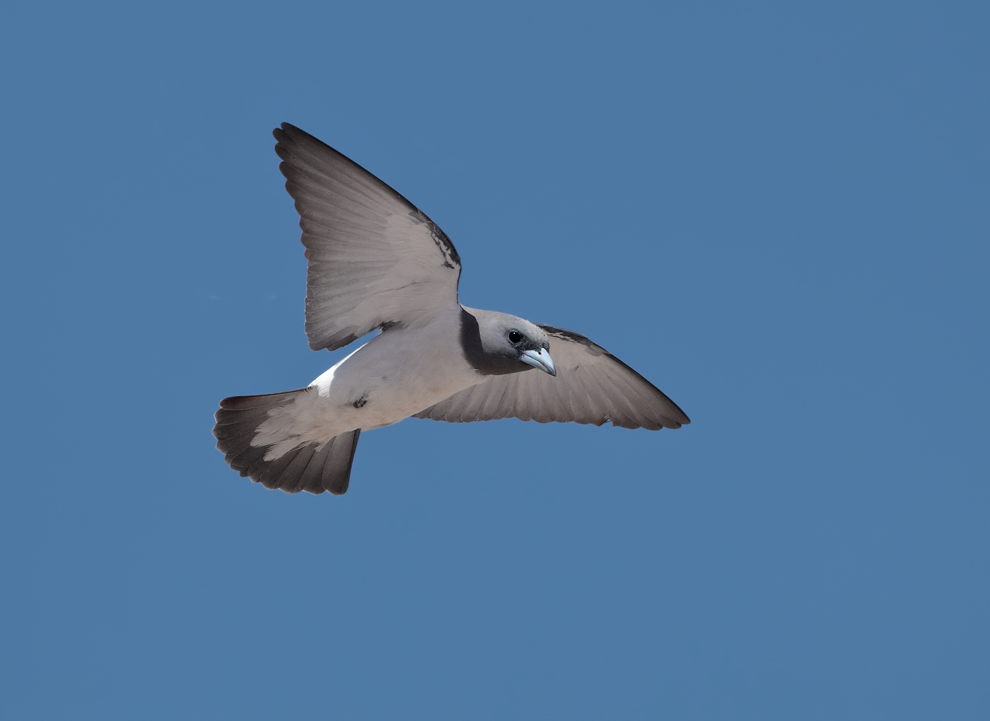 White-breasted Woodswallow (Image ID 31904)