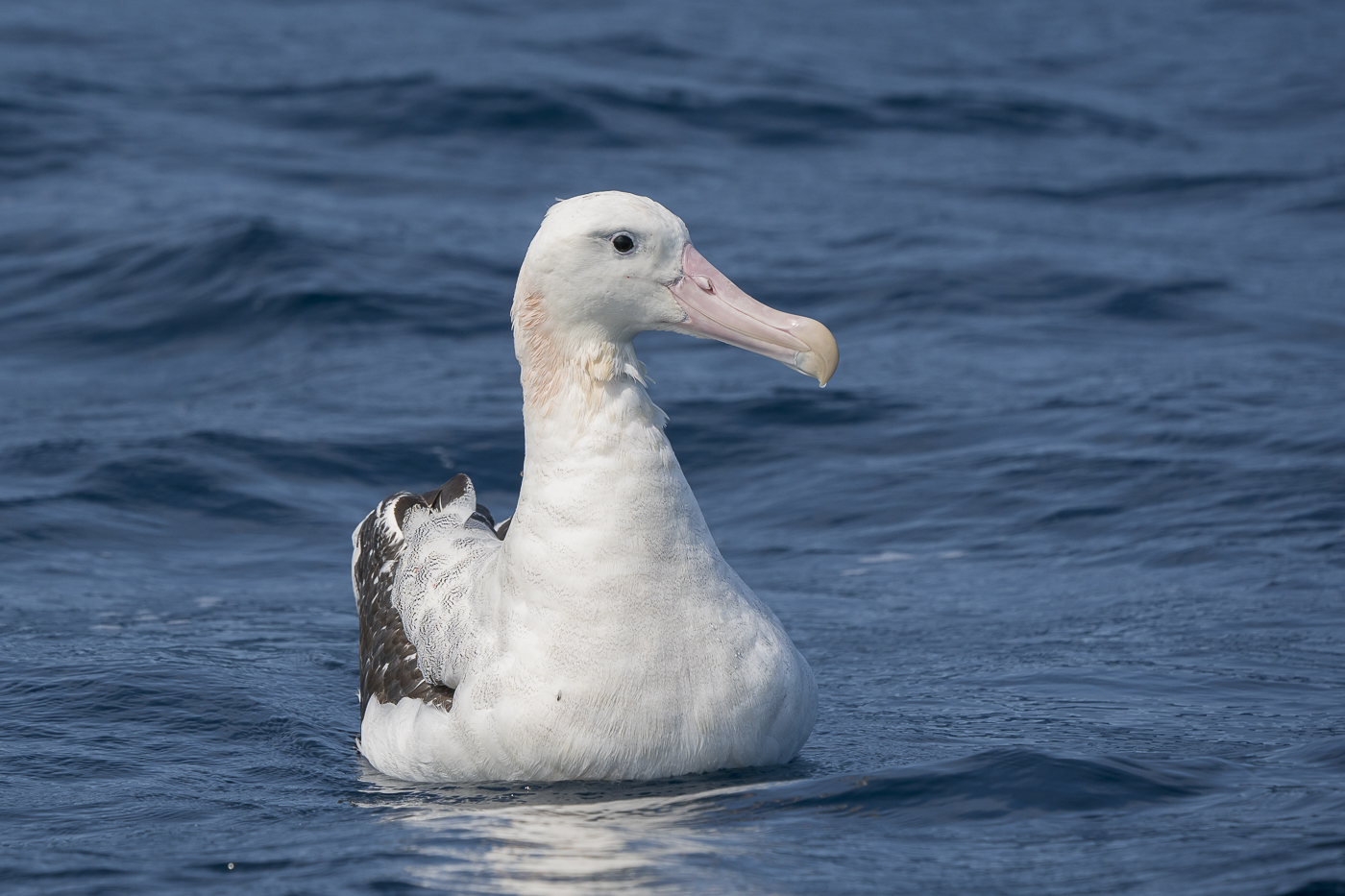 Wandering Albatross (Image ID 31836)
