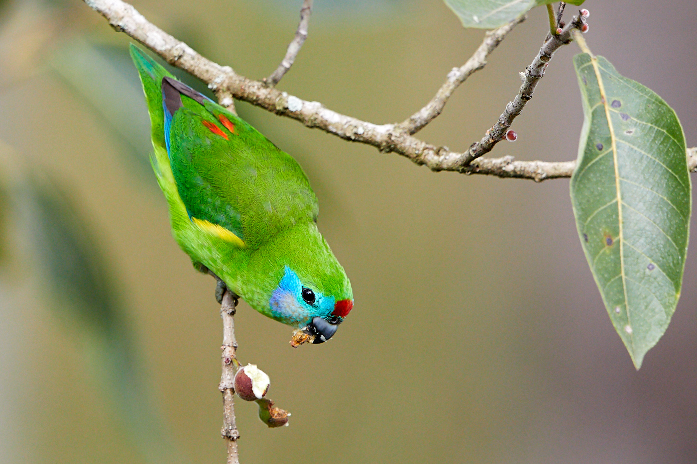 Double-eyed Fig-Parrot (Image ID 31794)