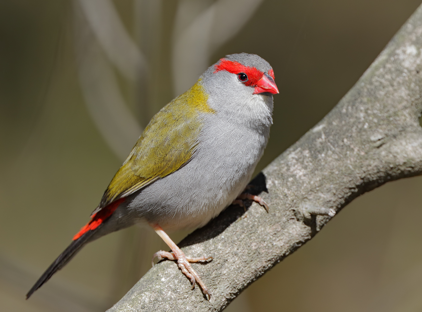Red-browed Finch (Image ID 31820)