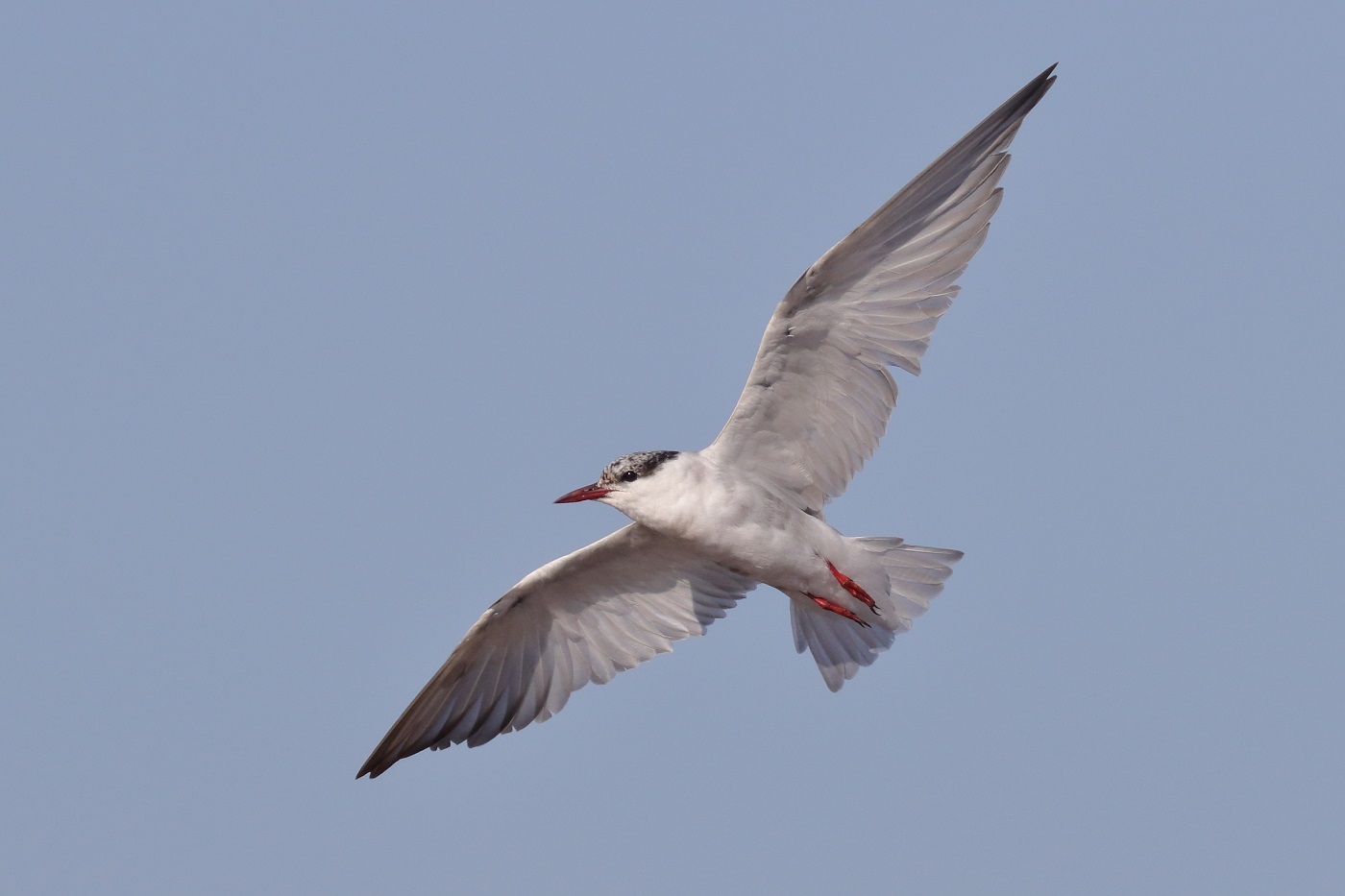 Whiskered Tern (Image ID 32021)