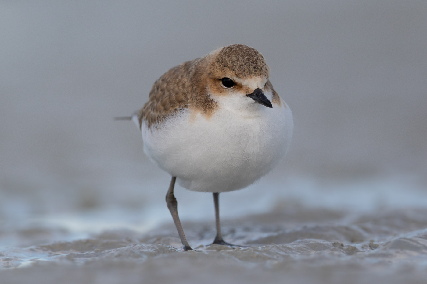 Red-capped Plover (Image ID 31992)