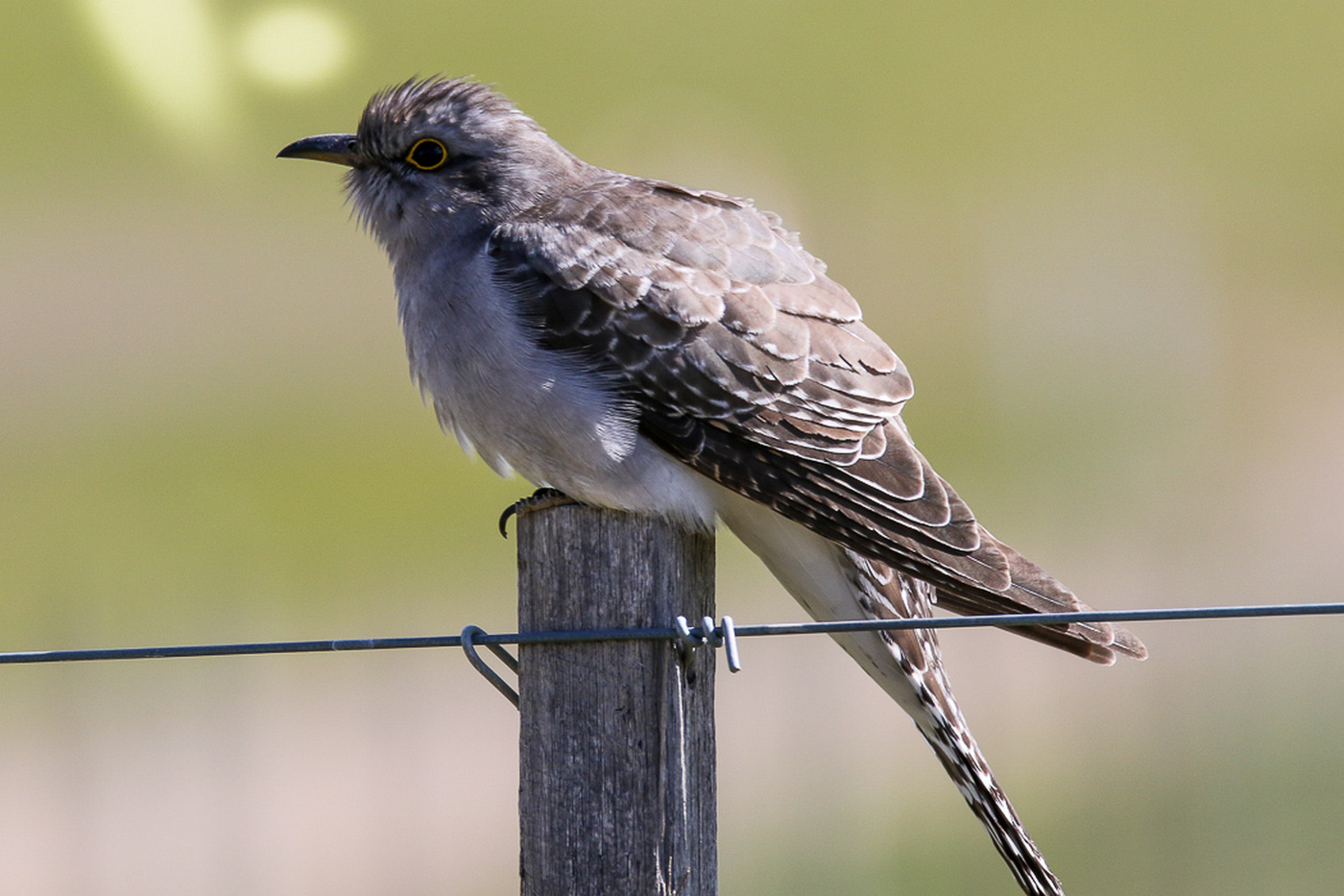 Pallid Cuckoo (Image ID 31940)